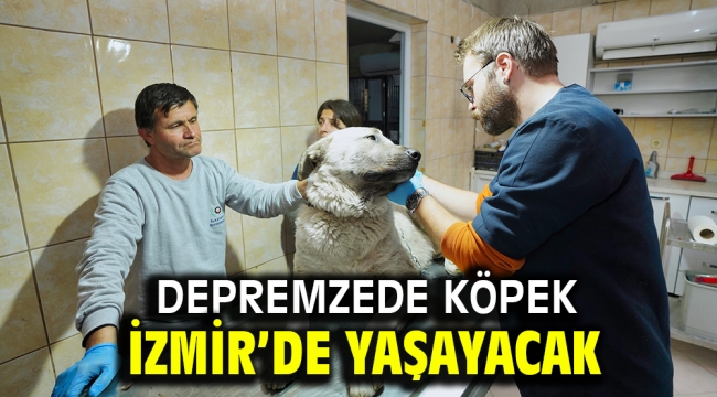 Depremzede köpek İzmir'de yaşayacak