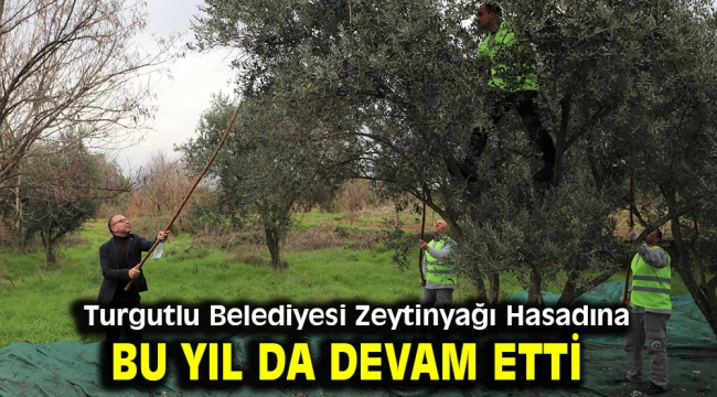 Turgutlu Belediyesi Zeytinyağı Hasadına Bu Yıl da Devam Etti