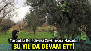 Turgutlu Belediyesi Zeytinyağı Hasadına Bu Yıl da Devam Etti