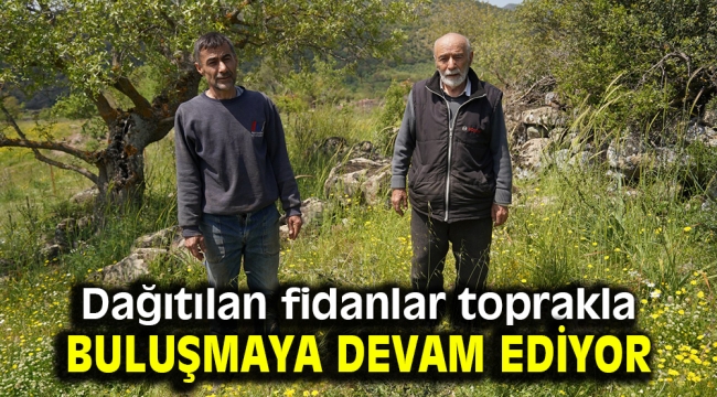 Dağıtılan fidanlar toprakla buluşmaya devam ediyor