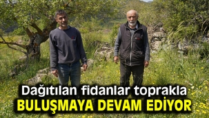 Dağıtılan fidanlar toprakla buluşmaya devam ediyor