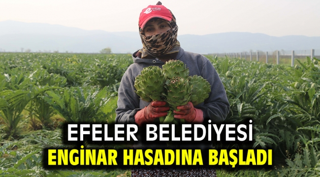 Efeler Belediyesi Enginar Hasadına Başladı