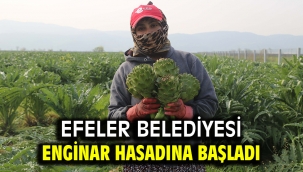 Efeler Belediyesi Enginar Hasadına Başladı