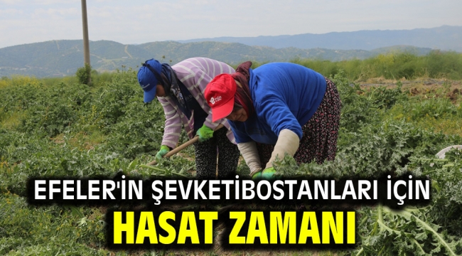 Efeler'in Şevketibostanları için Hasat Zamanı