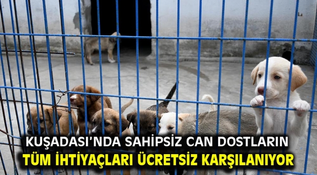 Kuşadası'nda Sahipsiz Can Dostların Tüm İhtiyaçları Ücretsiz Karşılanıyor