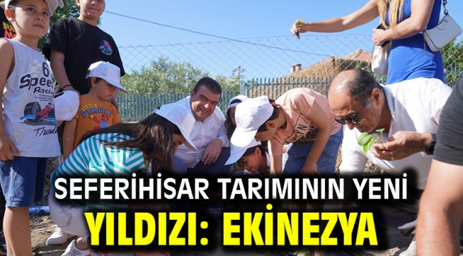 Seferihisar tarımının yeni yıldızı: Ekinezya