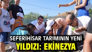 Seferihisar tarımının yeni yıldızı: Ekinezya