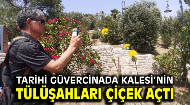 Tarihi Güvercinada Kalesi'nin Tülüşahları Çiçek Açtı