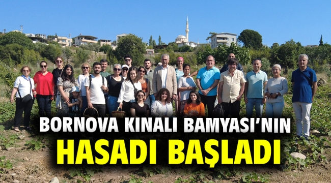 Bornova Kınalı Bamyası'nın hasadı başladı