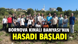 Bornova Kınalı Bamyası'nın hasadı başladı