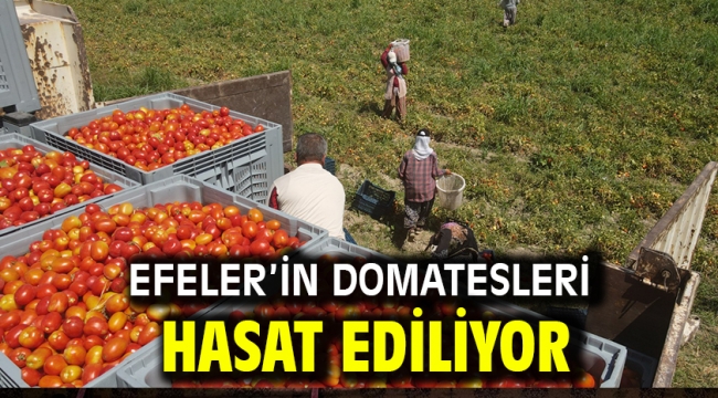 Efeler'in Domatesleri Hasat Ediliyor