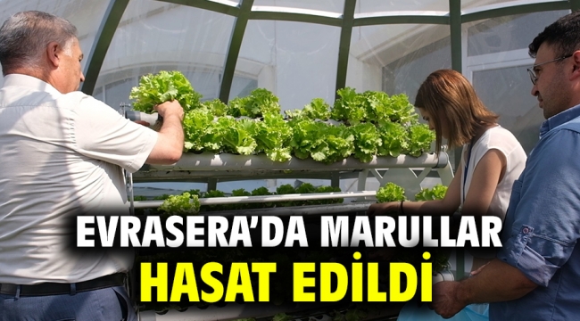 Evrasera'da Marullar Hasat Edildi