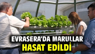 Evrasera'da Marullar Hasat Edildi