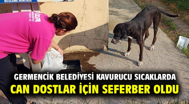 Germencik Belediyesi kavurucu sıcaklarda can dostlar için seferber oldu