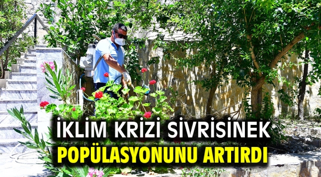 İklim krizi sivrisinek popülasyonunu artırdı