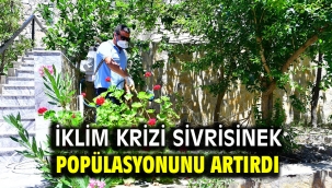 İklim krizi sivrisinek popülasyonunu artırdı