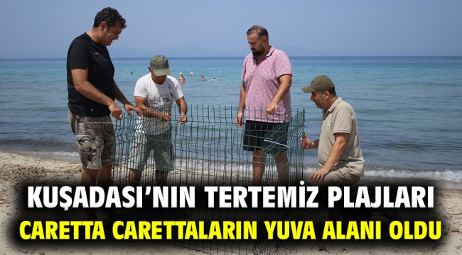 Kuşadası'nın Tertemiz Plajları Caretta Carettaların Yuva Alanı Oldu