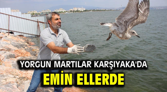 Yorgun martılar Karşıyaka'da emin ellerde!