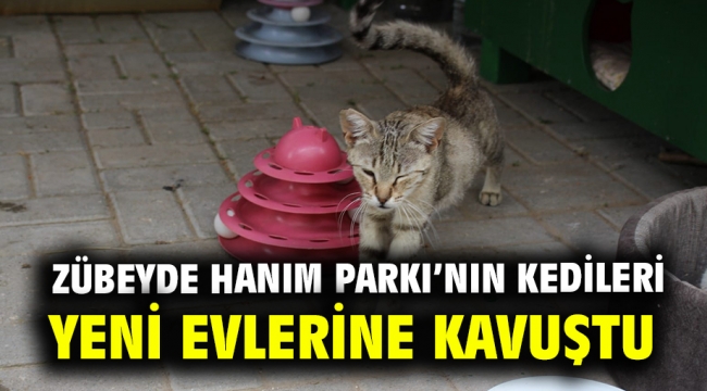 Zübeyde Hanım Parkı'nın kedileri yeni evlerine kavuştu