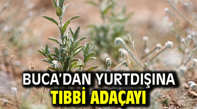 Buca'dan yurtdışına tıbbi adaçayı