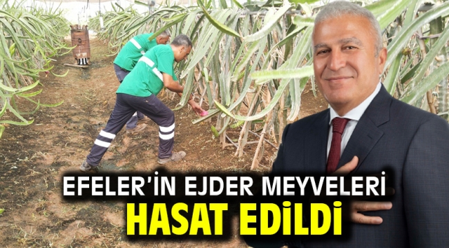 Efeler'in Ejder Meyveleri Hasat Edildi