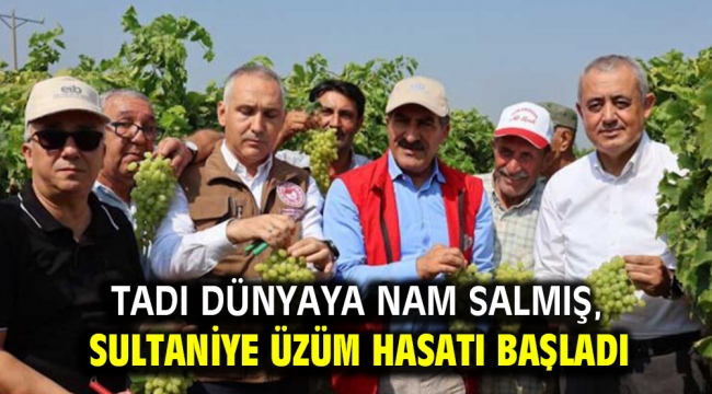 TADI DÜNYAYA NAM SALMIŞ, SULTANİYE ÜZÜM HASATI BAŞLADI