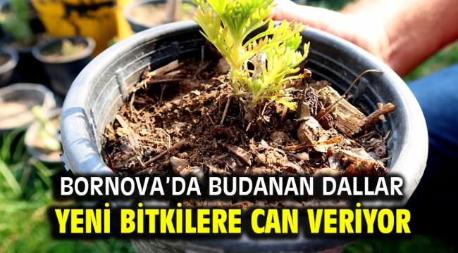 Bornova'da budanan dallar yeni bitkilere can veriyor