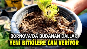 Bornova'da budanan dallar yeni bitkilere can veriyor