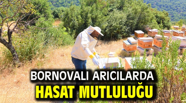 Bornovalı arıcılarda hasat mutluluğu