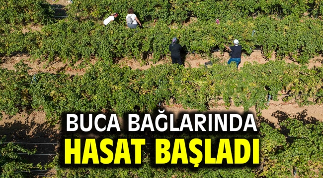 Buca bağlarında hasat başladı