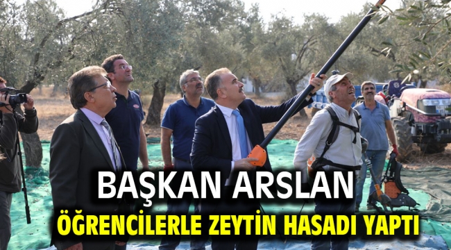 Başkan Arslan Öğrencilerle Zeytin Hasadı Yaptı