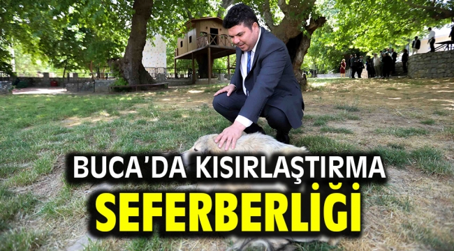 Buca'da kısırlaştırma seferberliği