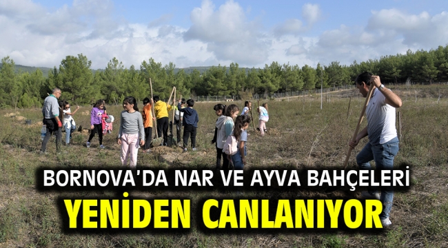 Bornova'da nar ve ayva bahçeleri yeniden canlanıyor 