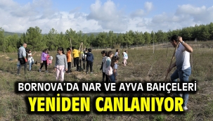 Bornova'da nar ve ayva bahçeleri yeniden canlanıyor 