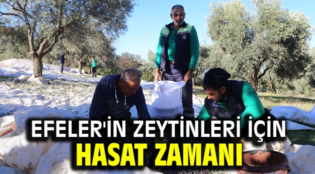 Efeler'in Zeytinleri için hasat zamanı