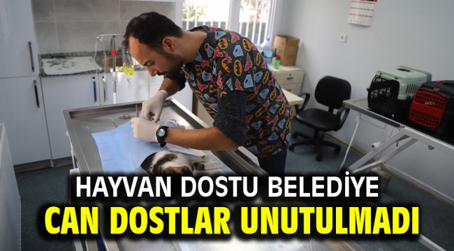 Hayvan Dostu Belediye Can dostlar unutulmadı