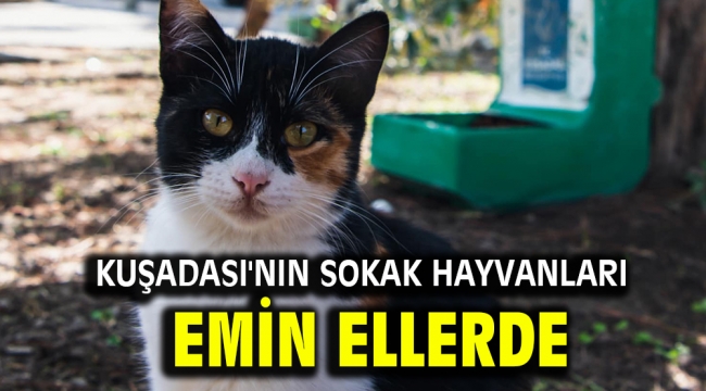 Kuşadası'nın Sokak hayvanları emin ellerde