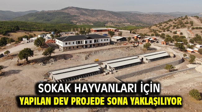 Sokak Hayvanları İçin Yapılan Dev Projede Sona Yaklaşılıyor 