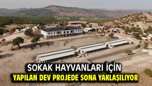 Sokak Hayvanları İçin Yapılan Dev Projede Sona Yaklaşılıyor 