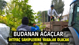 Budanan ağaçlar ihtiyaç sahiplerine yakacak olacak 