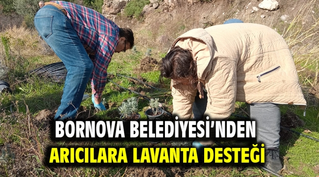 Bornova Belediyesi'nden arıcılara lavanta desteği