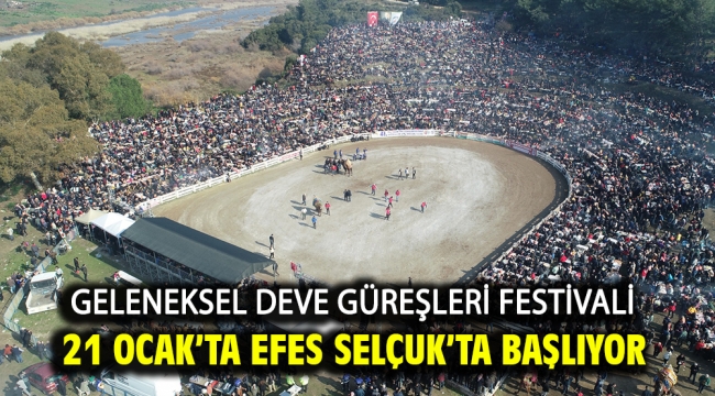 Geleneksel Deve Güreşleri Festivali 21 Ocak'ta Efes Selçuk'ta Başlıyor