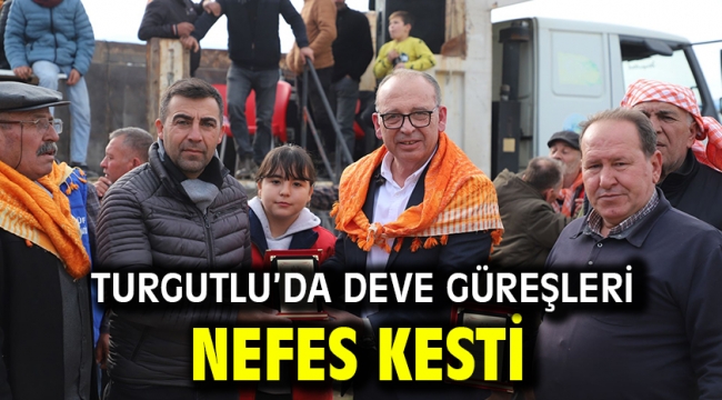 Turgutlu'da Deve Güreşleri Nefes Kesti