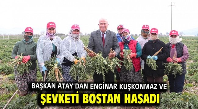 Başkan Atay'dan Enginar Kuşkonmaz Ve Şevketi Bostan Hasadı