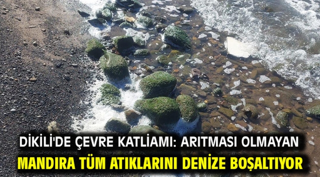 Dikili'de çevre katliamı: Arıtması olmayan mandıra tüm atıklarını denize boşaltıyor