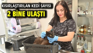 Kısırlaştırılan kedi sayısı 2 bine ulaştı