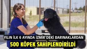 Yılın ilk 6 ayında İzmir'deki barınaklardan 500 köpek sahiplendirildi