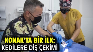 Konak'ta bir ilk: Kedilere diş çekimi