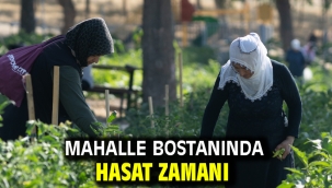 Mahalle bostanında hasat zamanı