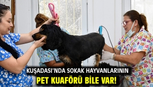 KUŞADASI'NDA SOKAK HAYVANLARININ PET KUAFÖRÜ BİLE VAR!
